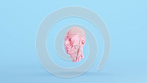 Pink Anatomical Ecorche Human Head Medical Musculature Sculpture Profile Model Blue Kitsch Background Quarter Left View