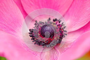 Pink anemone