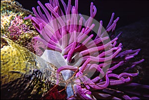 Pink Anemone