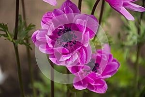 Pink Anemone Coronaria `St. Briged Mixed Botanical Gardens Balchik, Bulgaria