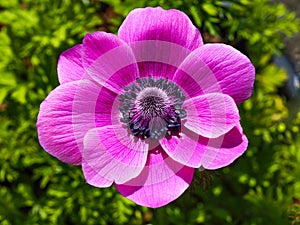 Pink Anemone de Caen flower