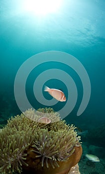 Pink anemone fish