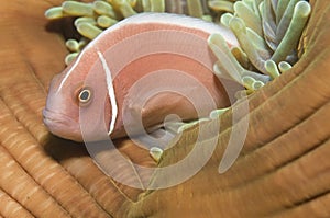 Pink anemone fish