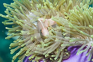 Pink anemone fish,(Amphiprion perideraion)