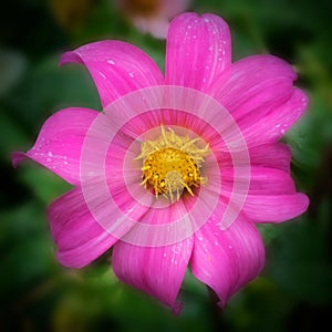 Pink Anemone flower in bloom with dew drops