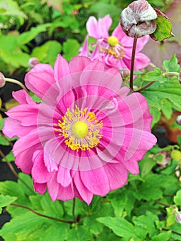 Pink Anemone Hupehensis flowers in a field