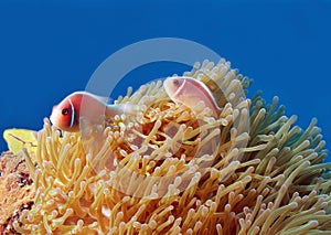 Pink Anemonefish