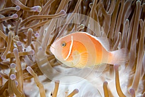 Pink Anemonefish