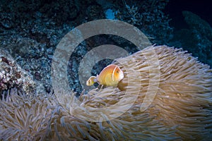 Pink Anemonefish