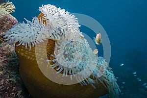 Pink Anemonefish