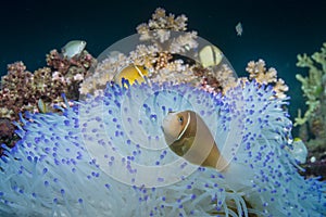 Pink Anemonefish