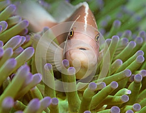 Pink anemonefish (Amphiprion perideraion)