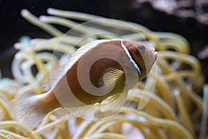 The Pink anemonefish Amphiprion perideraion.