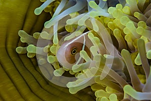 Pink Anemonefish Amphiprion perideraion