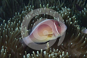 Pink Anemonefish Amphiprion perideraion