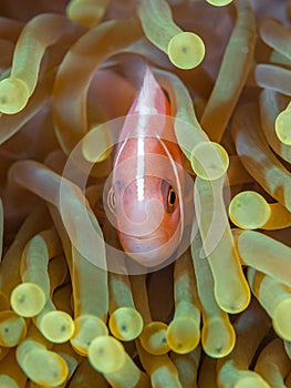 Pink anemonefish, Amphiprion perideraion, in magnificent sea anemone. Misool, Raja Ampat, Indonesia