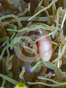 Pink anemonefish, Amphiprion perideraion. Scuba diving in North Sulawesi, Indonesia