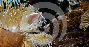 Pink Anemonefish, amphiprion perideraion, standing near Anemone