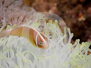 Pink anemonefish in Anilao, Philippines
