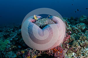 Pink Anemonefish and Beautiful Anemone in Palau