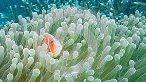 Pink Anemonefish off the East Coast of Bali