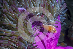 Pink Anemonefish - Papua New Guinea