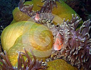 Pink Anemonefish & Tosa Commensal Shrimps photo