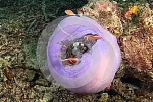 Pink anemonfish