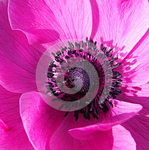 Pink Anenome