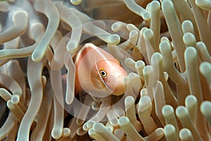 Pink anenome fish