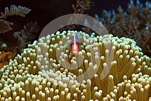 Pink Anenomefish