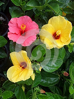 Pink ang Yellow Hubicus flower