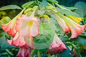 Pink angel's trumpet flowers (Brugmansia suaveolens) on tree. Br