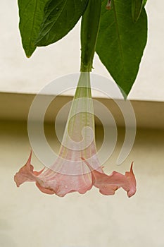 Pink angel trumpet flower in full bloom