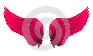 Pink angel wing isolated