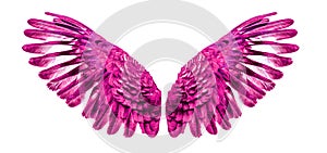 Pink Angel wings an isolated on background