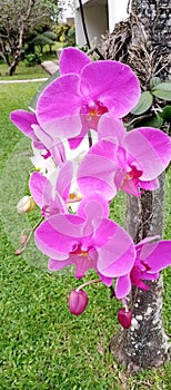 Pink Anggrek Flower