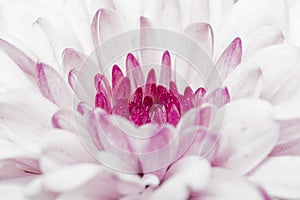 Pink annealed Chrysanthemum