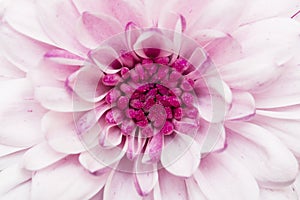Pink annealed Chrysanthemum