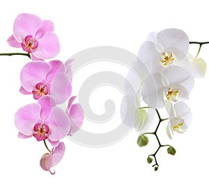 Pink ans white delicate orchid photo