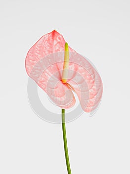 Pink Anthurium Bellanca flower