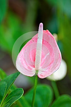 Pink Anthurium flower