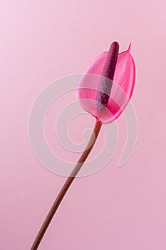 Pink anthurium flower isolated on light pink background