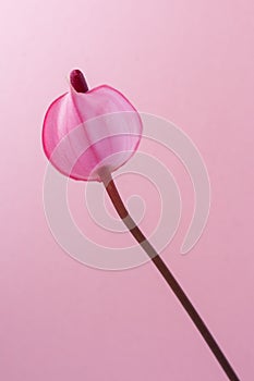 Pink anthurium flower isolated on light pink background