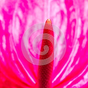 Pink Anthurium flower