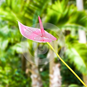 Pink Anthurium flower