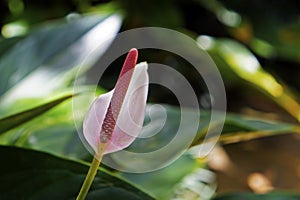 Pink anthurium flower on tropical garden