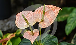 Pink Anthurium Flowers in Garden Setting