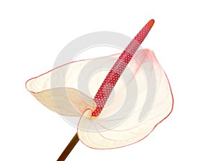 Pink anthurium isolated