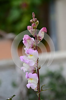 Pink Antirrhinum or dragon flowers or snapdragons